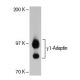 γ1-Adaptin Antibody (100/3) - Western Blotting - Image 22195 