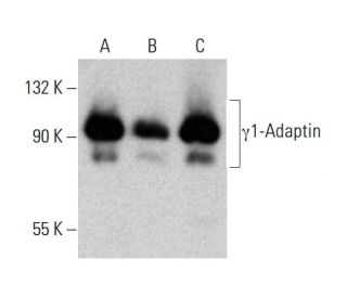 &gamma;1-Adaptin Antibody (100/3) - Western Blotting - Image 385156 