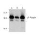 γ1-Adaptin Antibody (100/3) - Western Blotting - Image 385156 
