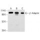 γ1-Adaptin Antibody (100/3) - Western Blotting - Image 413197