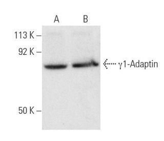 &gamma;1-Adaptin Antibody (B-2) - Western Blotting - Image 4113