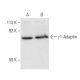 γ1-Adaptin Antibody (B-2) - Western Blotting - Image 4113