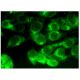 γ1-Adaptin Antibody (C-2) - Immunofluorescence - Image 282705 