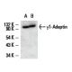 γ1-Adaptin Antibody (C-2) - Western Blotting - Image 13597