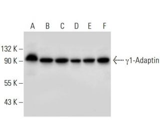 &gamma;1-Adaptin Antibody (F-10) - Western Blotting - Image 309702 