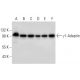 western blotting image from recommended γ1-Adaptin (F-10) monoclonal antibody replacement. Image 309702