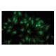 γ2 Tubulin Antibody (SP-30) - Immunofluorescence - Image 64794