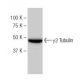γ2 Tubulin Antibody (SP-30) - Western Blotting - Image 64795 