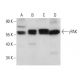 western blotting image from recommended γPAK (E-9) monoclonal antibody replacement. Image 381136