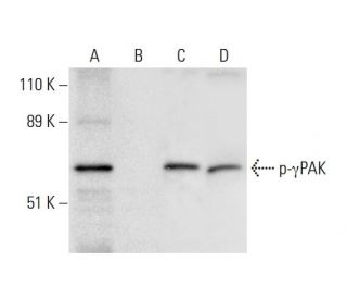 &gamma;PAK Antibody (G-10) - Western Blotting - Image 299333 