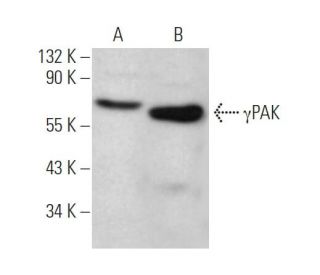 &gamma;PAK Antibody (H-4) - Western Blotting - Image 374728 