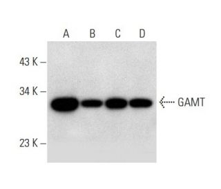 GAMT Antibody (A-11) - Western Blotting - Image 309551 