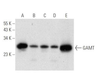 GAMT Antibody (G-9) - Western Blotting - Image 309500 