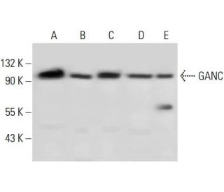 GANC Antibody (D-1) - Western Blotting - Image 297080 