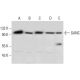 GANC Antibody (D-1) - Western Blotting - Image 297080 