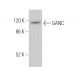 GANC Antibody (D-1) - Western Blotting - Image 373911