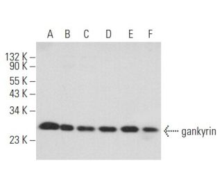 gankyrin Antibody (A-8) - Western Blotting - Image 357223 