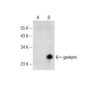 gankyrin Antibody (D-11) - Western Blotting - Image 146563