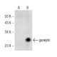 gankyrin Antibody (D-11) - Western Blotting - Image 146563