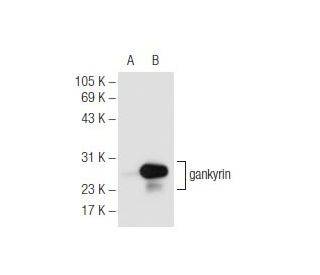 gankyrin Antibody (G-2) - Western Blotting - Image 68242 