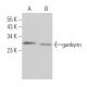 gankyrin Antibody (G-2) - Western Blotting - Image 363531