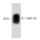 GAP-43 Antibody (31) - Western Blotting - Image 60299