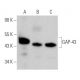 western blotting image from recommended GAP-43 (B-5) monoclonal antibody replacement. Image 362030