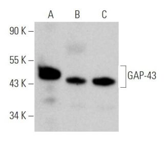 western blotting image from recommended GAP-43 (B-5) monoclonal antibody replacement. Image 362030
