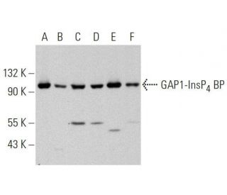 GAP1-InsP<sub>4</sub> BP Antibody (E-7) - Western Blotting - Image 359556 