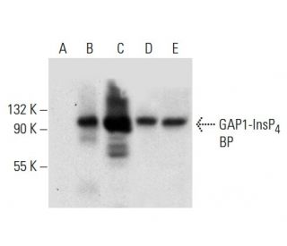 GAP1-InsP<sub>4</sub> BP Antibody (E-9) - Western Blotting - Image 303514 