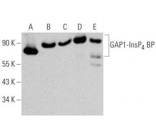 GAP1-InsP<sub>4</sub> BP Antibody (H-6) - Western Blotting - Image 359555 