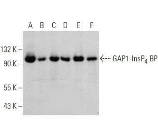 GAP1-InsP<sub>4</sub> BP Antibody (E-9) - Western Blotting - Image 359549 