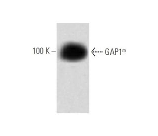 GAP1<sup>m</sup> Antibody (15) - Western Blotting - Image 60198 