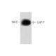 GAP1m Antibody (15) - Western Blotting - Image 60198 