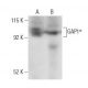 GAP1m Antibody (15) - Western Blotting - Image 399171