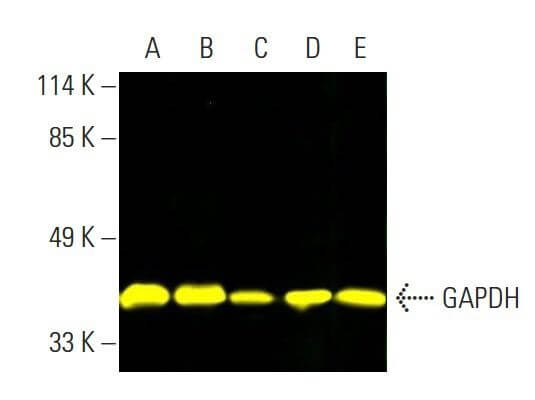 gapdh-antibody-0411-western-