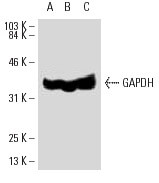 gapdh-antibody-6c5-western-