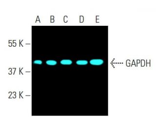 GAPDH Antibody (6C5) - Western Blotting - Image 398219 