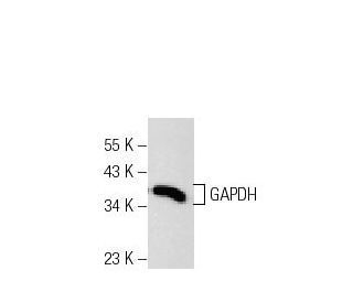 GAPDH Antibody (6F7) - Western Blotting - Image 52730 