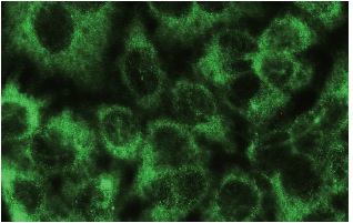 GAPDH Antibody (A-3) | SCBT - Santa Cruz Biotechnology