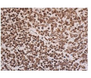 GAPDH Antibody (A-3) | SCBT - Santa Cruz Biotechnology