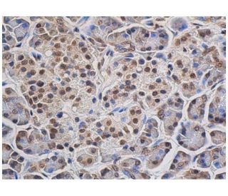 GAPDH Antibody (A-3) | SCBT - Santa Cruz Biotechnology