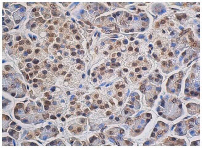 GAPDH Antibody (A-3) | SCBT - Santa Cruz Biotechnology