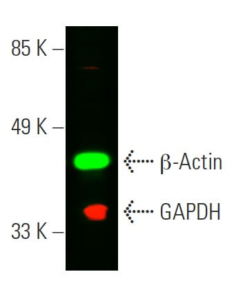 GAPDH Antibody (A-3) | SCBT - Santa Cruz Biotechnology