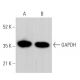 western blotting image from recommended GAPDH (0411) monoclonal antibody replacement. Image 379463