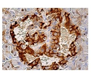 GAPDH Antibody (H-12) | SCBT - Santa Cruz Biotechnology GAPDH Antibody (H-12) | SCBT - Santa Cruz Biotechnology