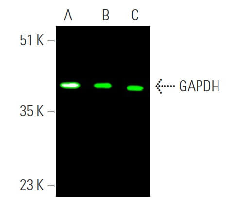 GAPDH Antibody (H-12) | SCBT - Santa Cruz Biotechnology GAPDH Antibody (H-12) | SCBT - Santa Cruz Biotechnology