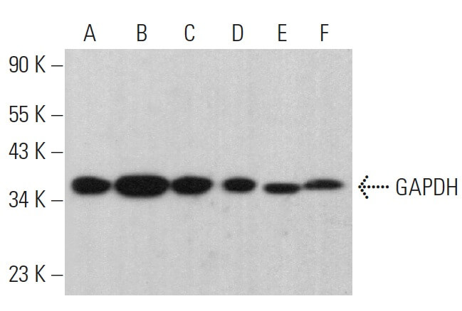 GAPDH Antibody (H-12) | SCBT - Santa Cruz Biotechnology