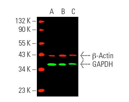 GAPDH Antibody (H-12) | SCBT - Santa Cruz Biotechnology
