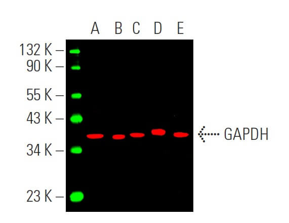 GAPDH Antibody (H-12) | SCBT - Santa Cruz Biotechnology GAPDH Antibody (H-12) | SCBT - Santa Cruz Biotechnology